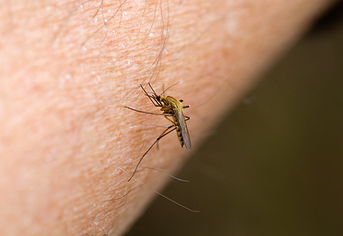 Lallis & Higgins Insurance - Mosquito Bite