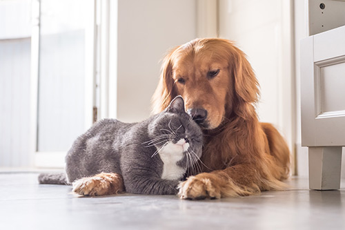 Lallis & Higgins Insurance - Pets